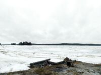 От метели до +8 за сутки: перемычку у Пулонги скоро разобьёт, зверьё ожило