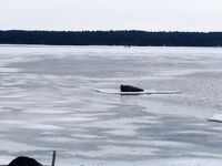 От метели до +8 за сутки: перемычку у Пулонги скоро разобьёт, зверьё ожило