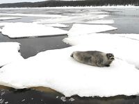 От Чупы до губы села Кереть — тюленей тьма, коптер им не в диковинку