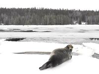 От Чупы до губы села Кереть — тюленей тьма, коптер им не в диковинку