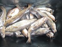 Первый выезд сезона: поклёвки есть, размер скромный, но начало положено