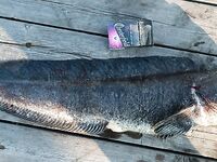 Причал у яхт: гостей вытащил на воду, тресочки есть, бонус — «чудо» на 2 кг на вертикалку