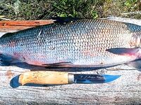 Мыс Красный, изба 6×4 и местная традиция: первый сиг в сковороде, потом валуны на отливе