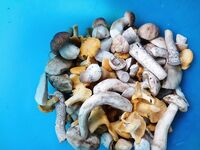 Утренний заход: собака, прогулка и грибочки в корзину