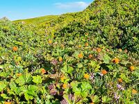 Карелия, летняя треска 9 800: печень шикарная, салат из морской капусты и морошка в радость