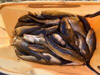 Нижняя Пулонга, 6–11 августа: домики у Игоря, банька к морю, клев по точкам, чайки дежурят