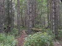 Белое море, Чупа — разминка по-серьёзному: намечаю ведёрко, курнул и до победы