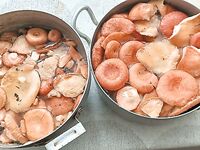 Грузди и волнушки на зиму — первая партия пошла, к уху из трески будет самое то