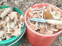 Соседка на «фольксе» гонит 130, сам в двери вцепился — лучше уж в море, чем такие покатушки