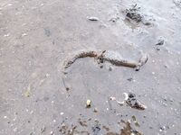 Чупская губа, отмели при отливе: где копать и как брать — лопата крепкая обязательна