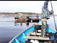 Белое море, наш район: фото не мои — беломорка и навага рядом