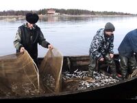 Белое море, наш район: фото не мои — беломорка и навага рядом