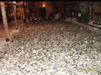 Белое море, наш район: фото не мои — беломорка и навага рядом