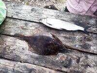 Около Оленего, Белое море: взятие 27 июля — отметка на фото и сомнения по виду