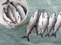 Белое море, Чупа: сиг пыжьяновидный, два хвоста по 50 см — обычное дело