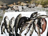 Дорога и реверсы, Чкаловский встретил зубаткой с икрой