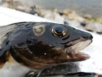 Дорога и реверсы, Чкаловский встретил зубаткой с икрой