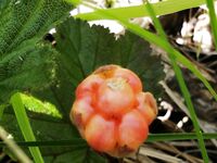 Дорога и реверсы, Чкаловский встретил зубаткой с икрой