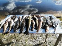 Встречи с форумчанами, по рыбе вяло, но зубатка и треска нормального размера