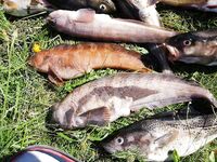 10 дней в Чкаловском: камера показала стаи трески на 12 м, домой 60 кг