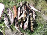 10 дней в Чкаловском: камера показала стаи трески на 12 м, домой 60 кг