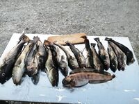 10 дней в Чкаловском: камера показала стаи трески на 12 м, домой 60 кг