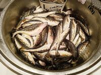 Рыбалка на Белом море: навага отметилась, идёт ровно