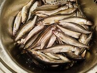 Корюшка подошла в Чупе — фиксирую по времени и месту