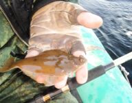 Горбуша в Белом море, пусть клюёт тем, кому в радость