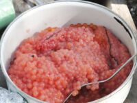 Горбуша в Белом море, пусть клюёт тем, кому в радость