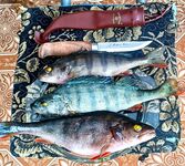 Зимние старты: соревнования, изба, −35 ночью, генератор, окунь чёрный как сапог