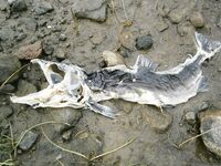 Про «такую» рыбу после нереста — это та, что вниз по реке в море уходит?