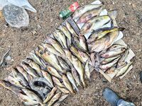 Картеш, Сидоров, Пежостров: 21 кг за сессию, крупнейшая 2 кг — три удочки справились