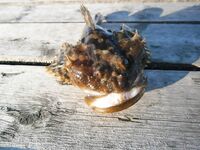 Керчак, беломорский бычок — колючий товарищ, но попадаются и крупные