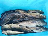 Пулонга за пару часов — рабочая рыбалка без лишних слов