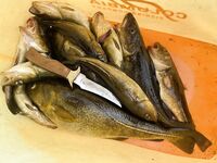 Острова лучше губы: рыбалка на 5–10 м, отводной с креветкой, чебурашки 20–40 г