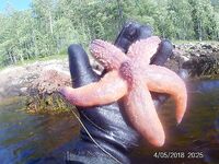 Чкаловский 14–25: купались, аотики и белухи; клев вяло, но отдых на славу