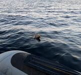 Пежостров, Соколка, Двинские луды: основная рыба в 100 м от избы, джиг салатовый