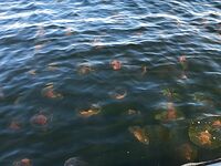 Лодейная губа и Соколка 28–40 м: треска мелкая на пилькер, медуза стеной и мошка злится