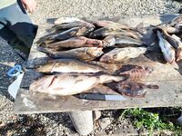 Нижняя Пулонга 10–17 августа: семья, белухи у лодки, самодур+пилькер и морозилка 40 л