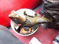 Белое море, Летний/Зимний берег — кочки на 12–14 м и пилькер без крючка