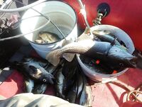 Белое море, Летний/Зимний берег — кочки на 12–14 м и пилькер без крючка