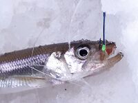 Сезон для дочки