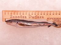 Фестиваль и море друзей