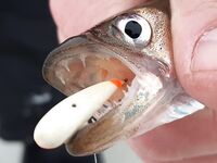 Лёд, дорога и жарёха