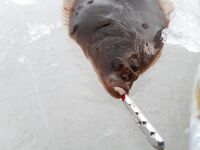 Лёд, дорога и жарёха