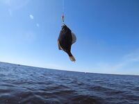 Первый морской выезд сезона