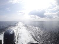 Треска не пришла, зато всё остальное