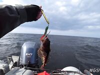 Треска не пришла, зато всё остальное