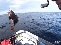 Треска не пришла, зато всё остальное